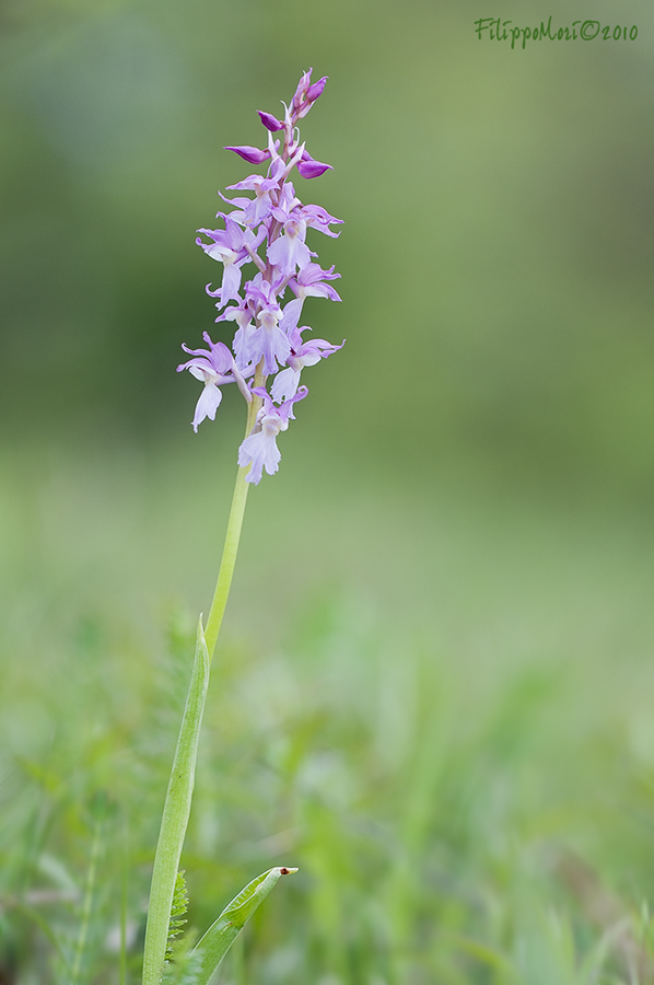 Orchis mascula (atipica)